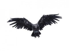 Placheta de perete cu bufnita Dark Feather 5 cm